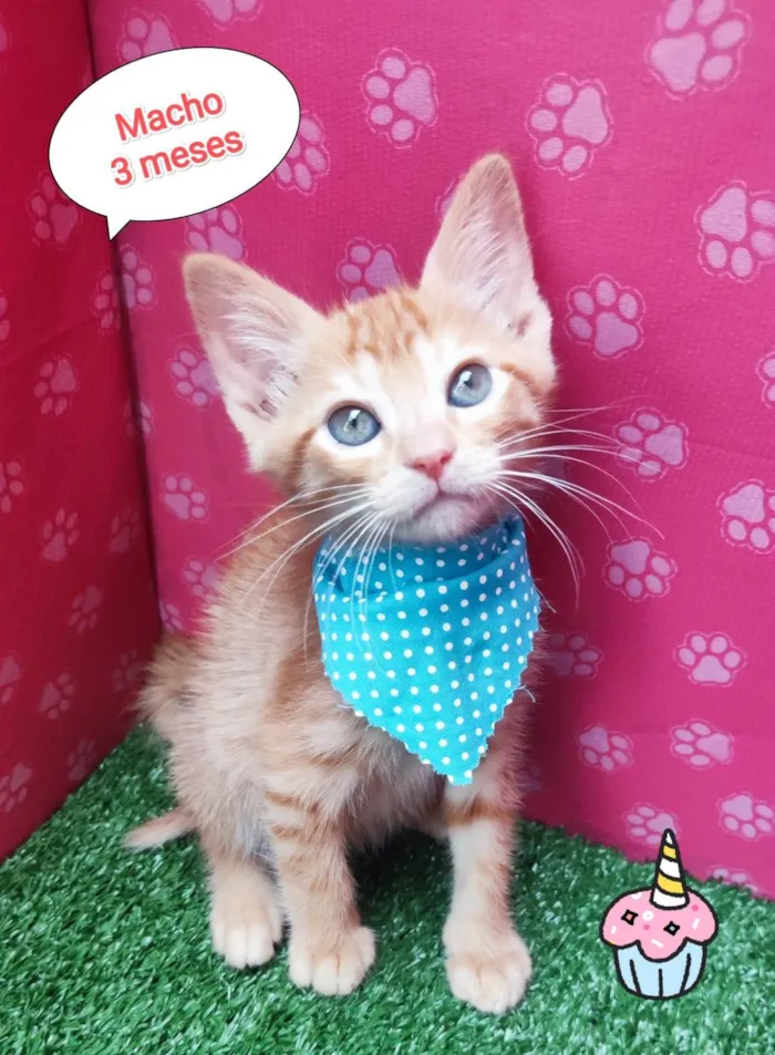 Gato ra a SRD-ViraLata idade 2 a 6 meses nome Odim