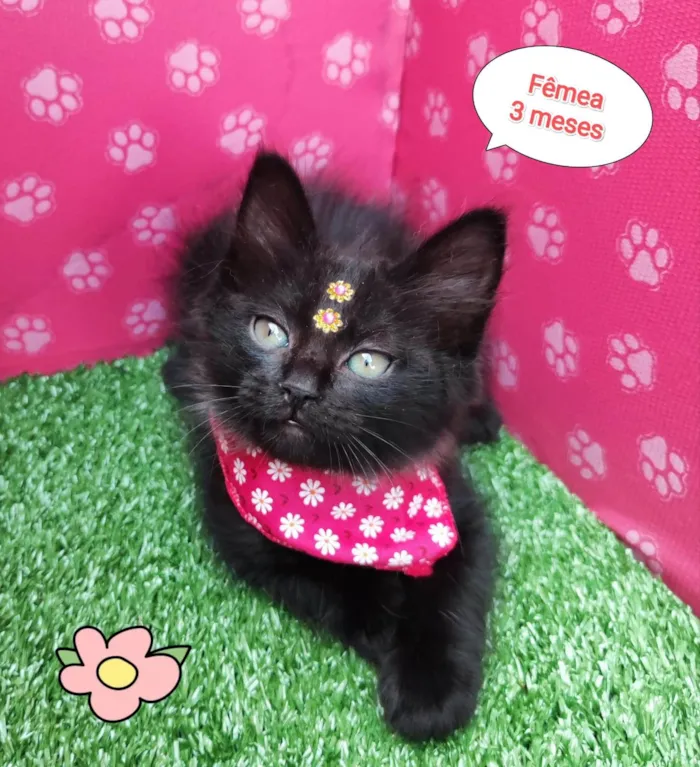 Gato ra a SRD-ViraLata idade 2 a 6 meses nome Kira
