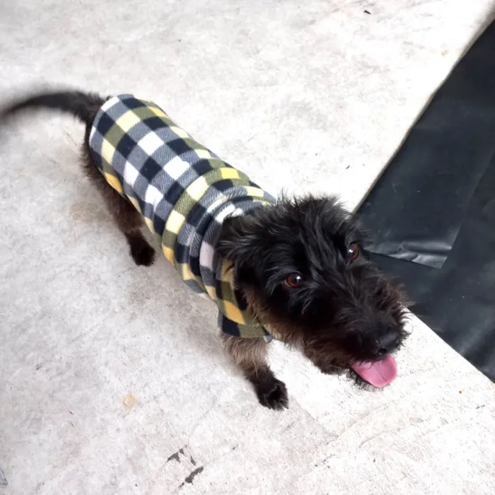 Cachorro ra a SRD-ViraLata idade 1 ano nome Hannah porteP 