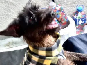Cachorro raça SRD-ViraLata idade 1 ano nome Hannah porteP 