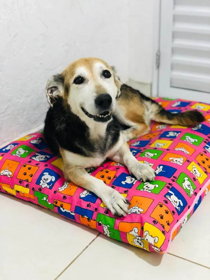 Cachorro ra a SRD-ViraLata idade 6 ou mais anos nome Layla