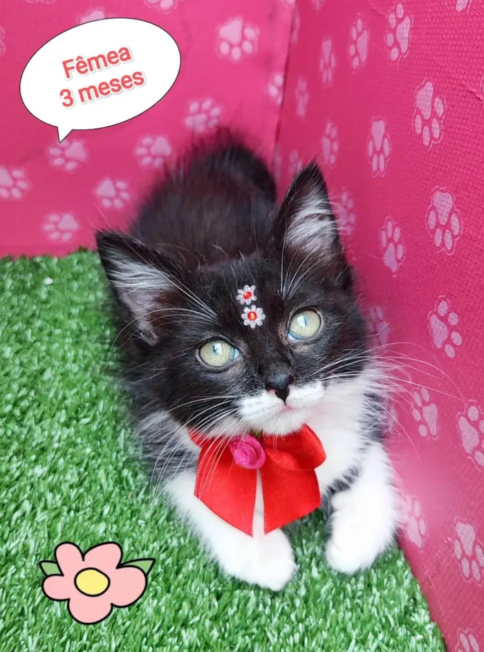 Gato ra a SRD-ViraLata idade 2 a 6 meses nome Justina 