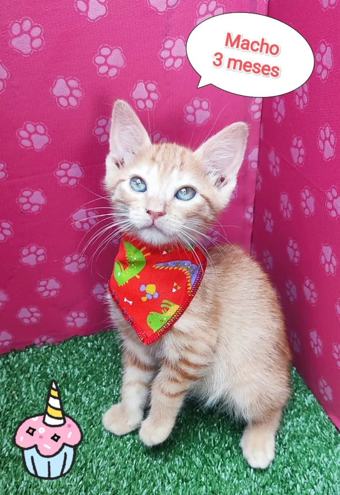 Gato ra a SRD-ViraLata idade 2 a 6 meses nome Hugo
