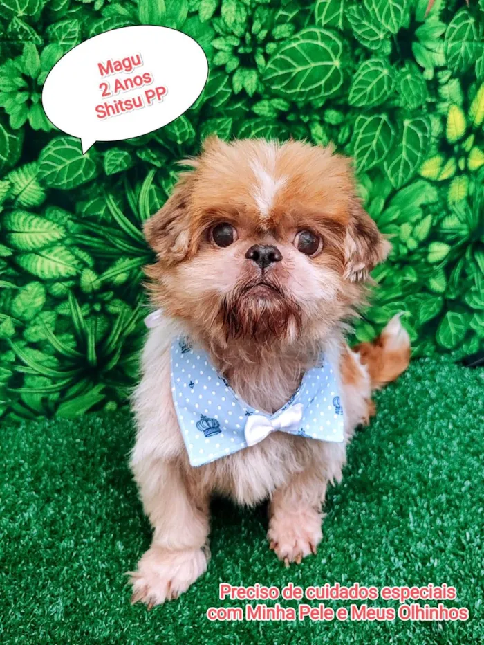 Cachorro ra a Shitzu idade 2 anos nome Magu