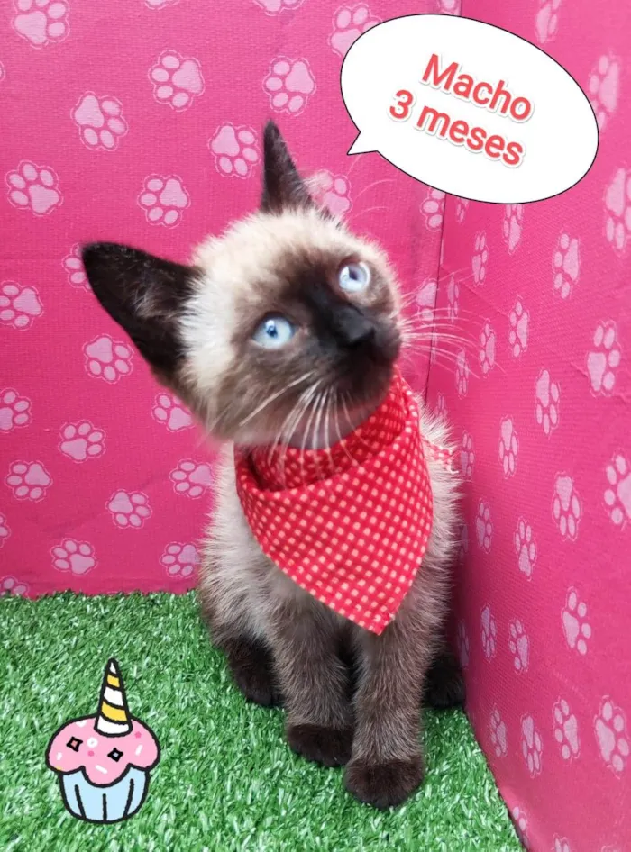 Gato ra a SRD-ViraLata idade 2 a 6 meses nome Bruce