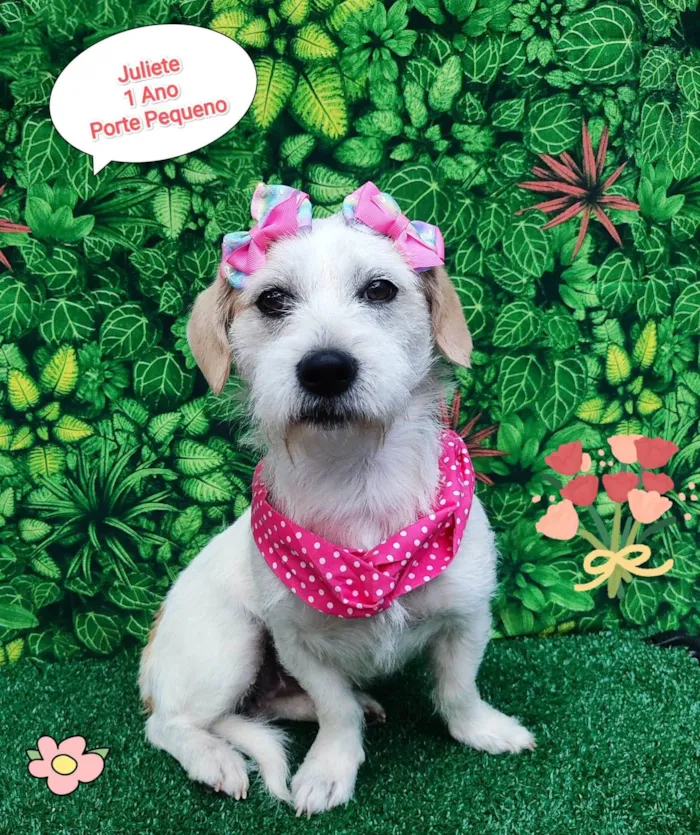 Cachorro ra a SRD-ViraLata idade 1 ano nome Juliete