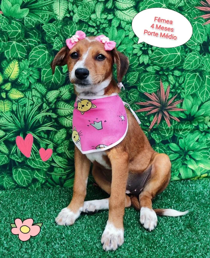 Cachorro ra a SRD-ViraLata idade  nome Lina
