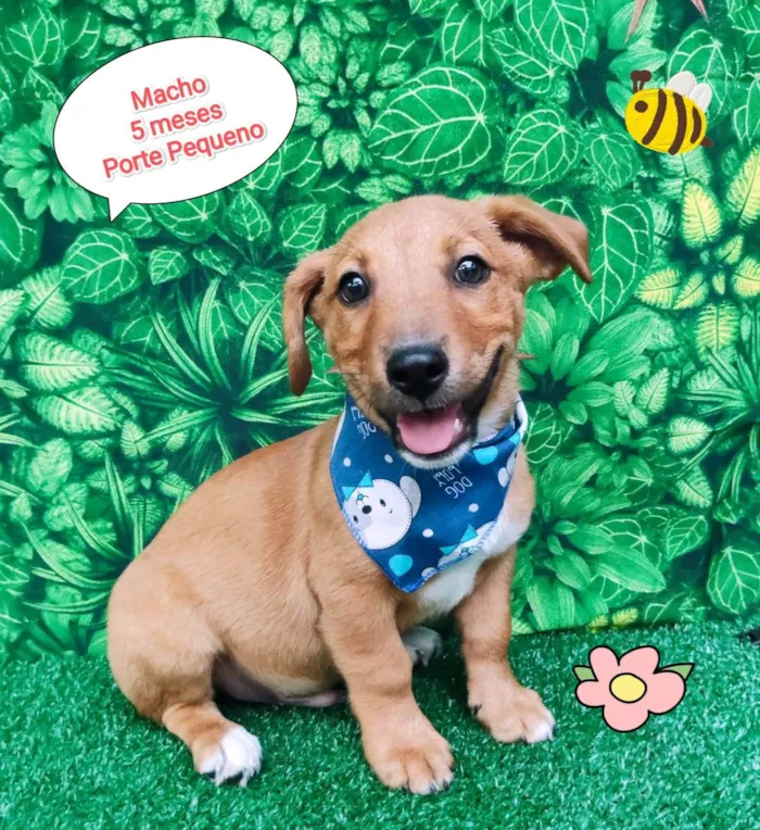 Cachorro ra a SRD-ViraLata idade 2 a 6 meses nome Thor