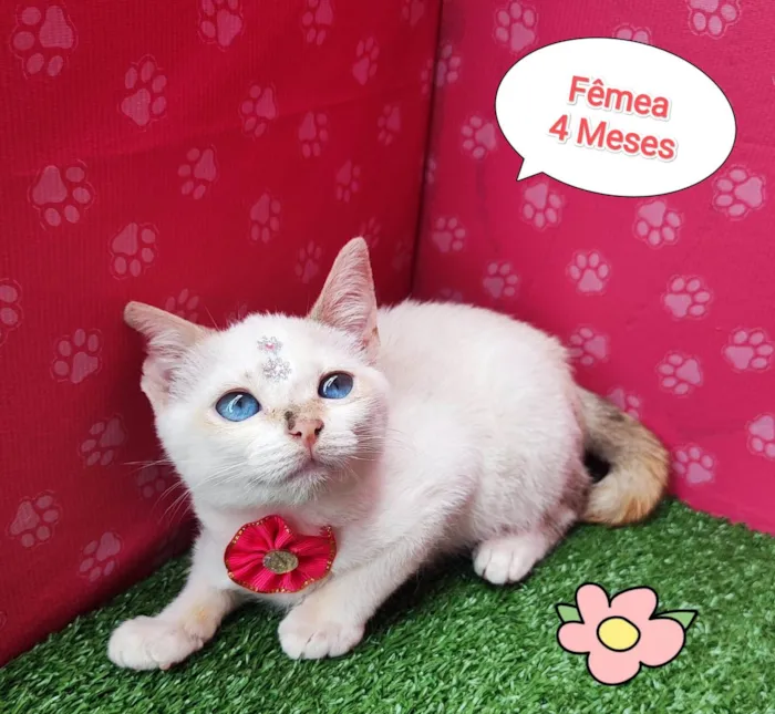 Gato ra a SRD-ViraLata idade 2 a 6 meses nome Flor
