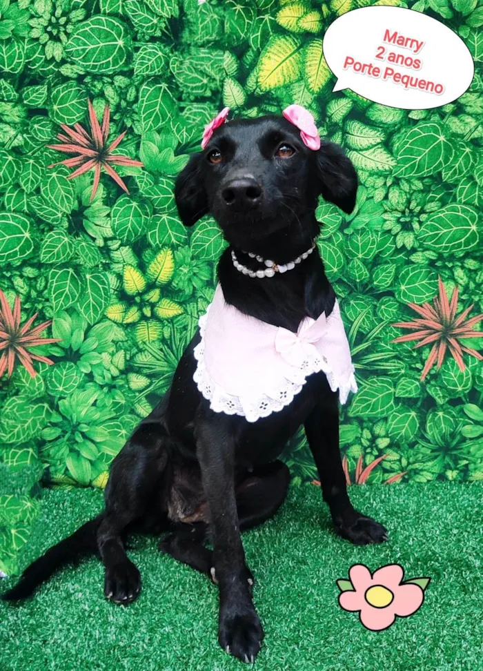 Cachorro ra a SRD-ViraLata idade 2 anos nome Marry