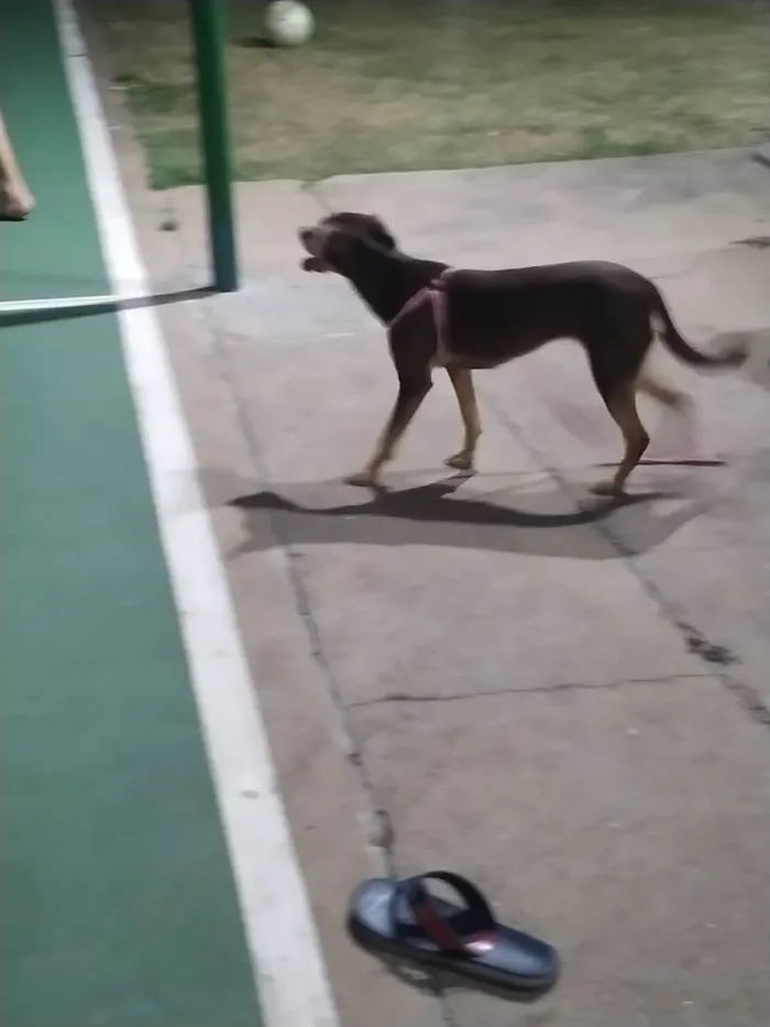 Cachorro ra a SRD-ViraLata idade 1 ano nome MELANY