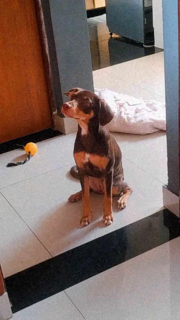 Cachorro ra a SRD-ViraLata idade 1 ano nome MELANY