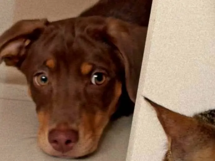 Cachorro ra a SRD-ViraLata idade 1 ano nome MELANY