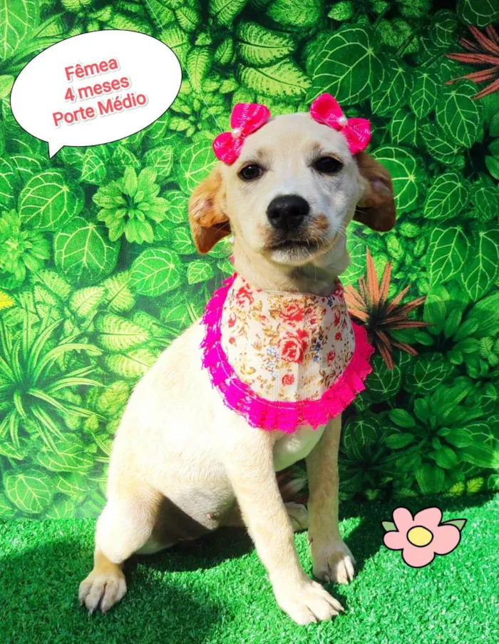 Cachorro ra a SRD-ViraLata idade 2 a 6 meses nome Riqueza 