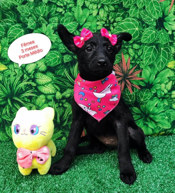 Cachorro ra a SRD-ViraLata idade  nome Julia 