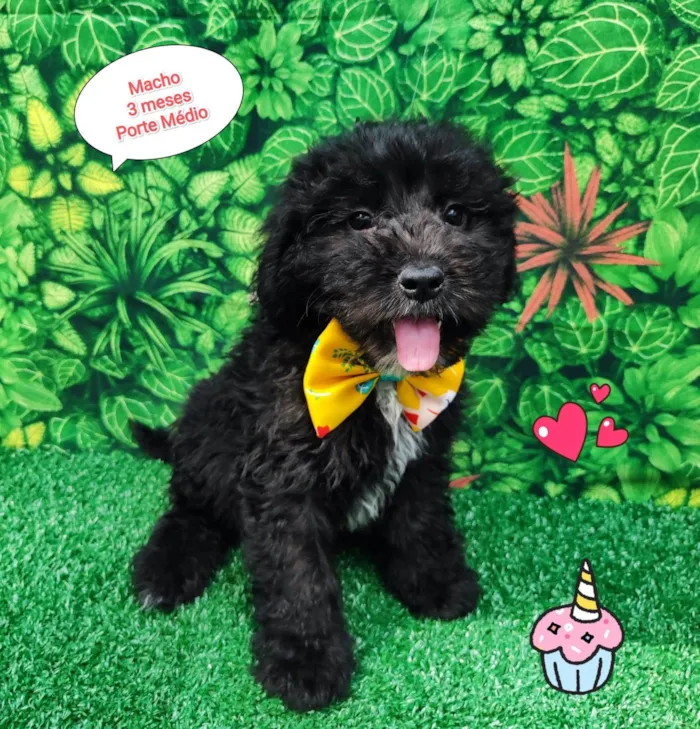 Cachorro ra a SRD-ViraLata idade 2 a 6 meses nome Matteo
