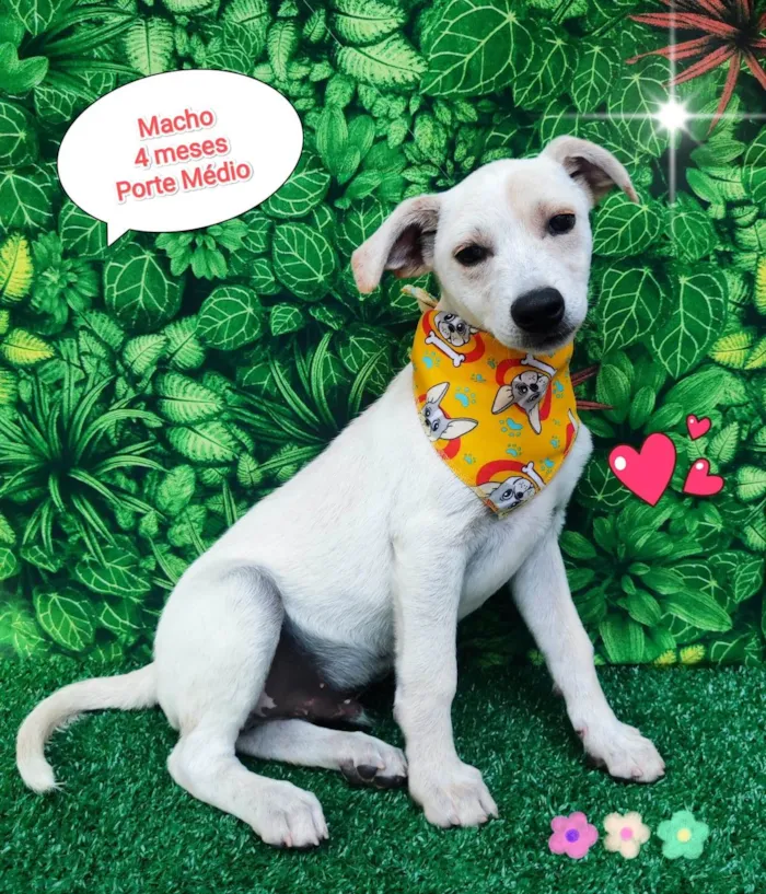 Cachorro ra a SRD-ViraLata idade 2 a 6 meses nome Luy