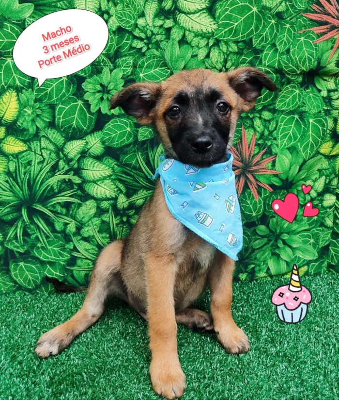 Cachorro ra a SRD-ViraLata idade 2 a 6 meses nome Tigor