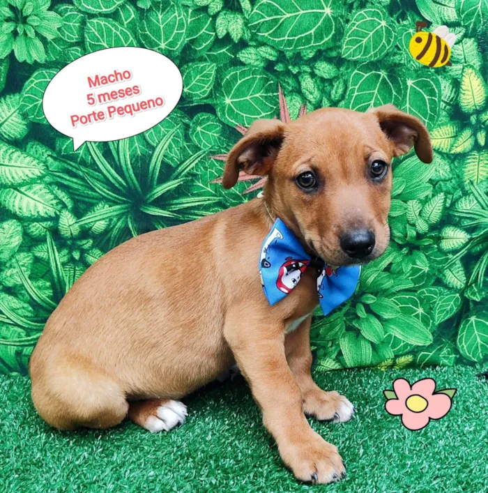 Cachorro ra a SRD-ViraLata idade 2 a 6 meses nome Dico