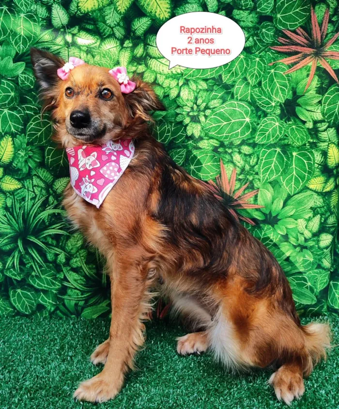 Cachorro ra a SRD-ViraLata idade 2 anos nome Rapozinha