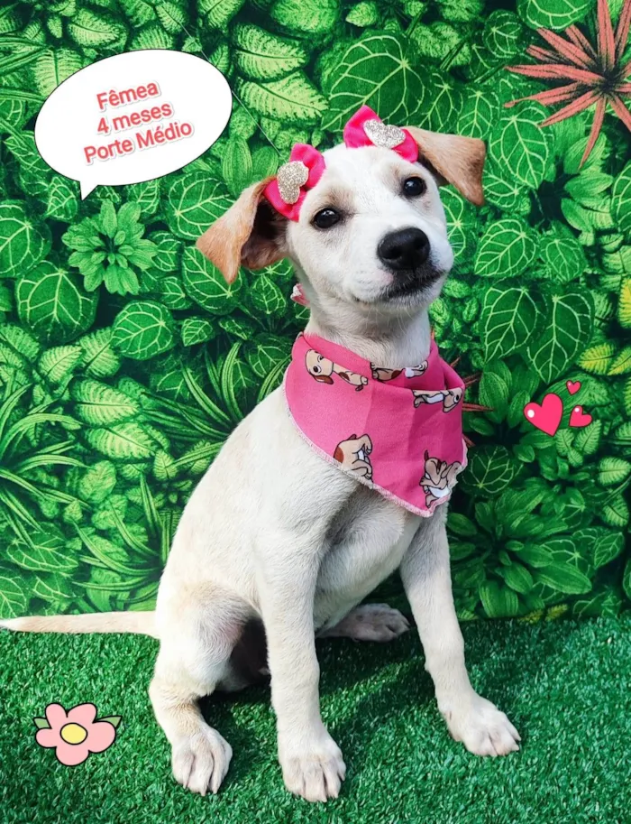 Cachorro ra a  idade 2 a 6 meses nome Aloha