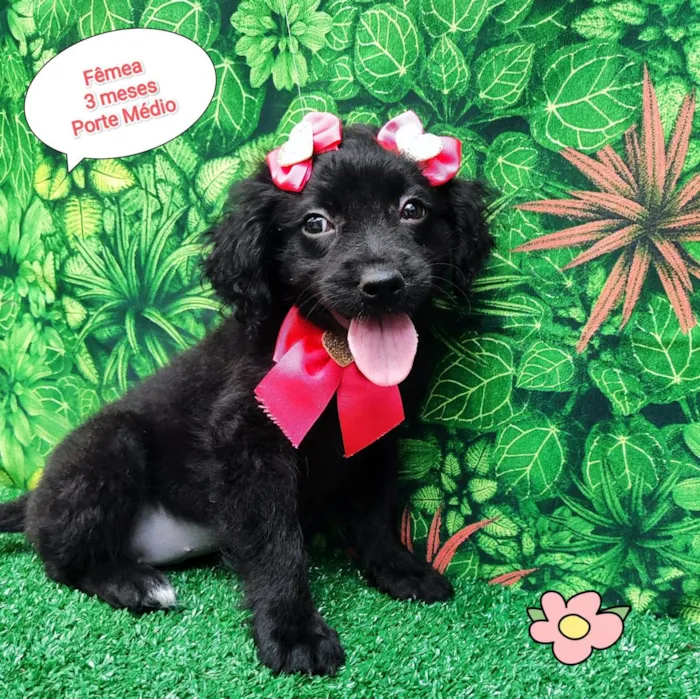 Cachorro ra a SRD-ViraLata idade 2 a 6 meses nome Maju