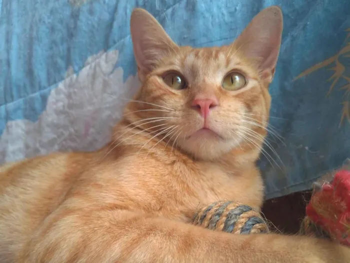 Gato ra a srd idade 7 a 11 meses nome RAF
