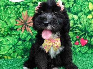 Cachorro raça SRD-ViraLata idade 2 a 6 meses nome Candy 