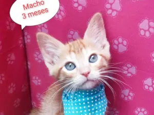 Gato raça SRD-ViraLata idade 2 a 6 meses nome Odim