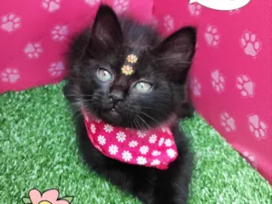 Gato raça SRD-ViraLata idade 2 a 6 meses nome Kira