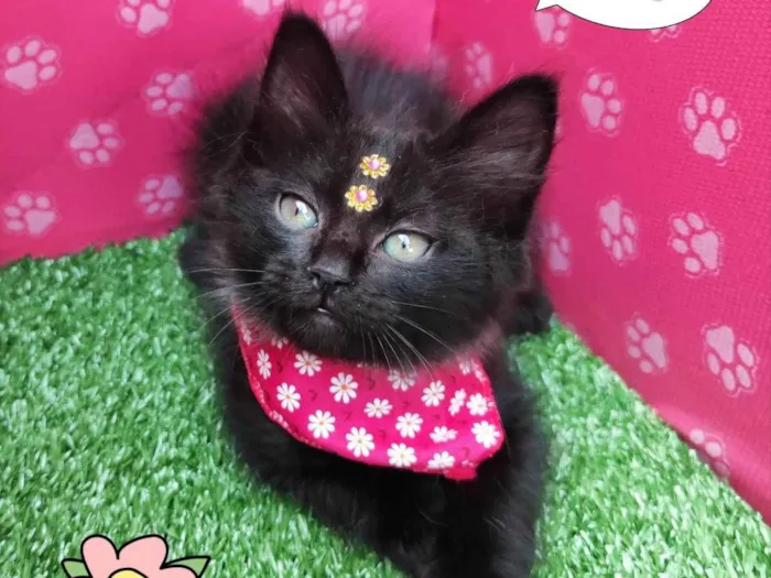 Gato ra a SRD-ViraLata idade 2 a 6 meses nome Kira