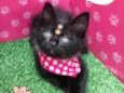 Kira