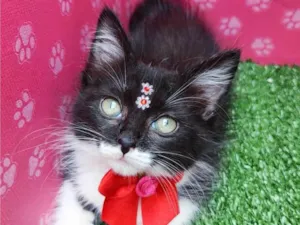 Gato raça SRD-ViraLata idade 2 a 6 meses nome Justina 
