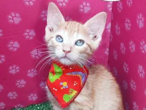 Gato raça SRD-ViraLata idade 2 a 6 meses nome Hugo