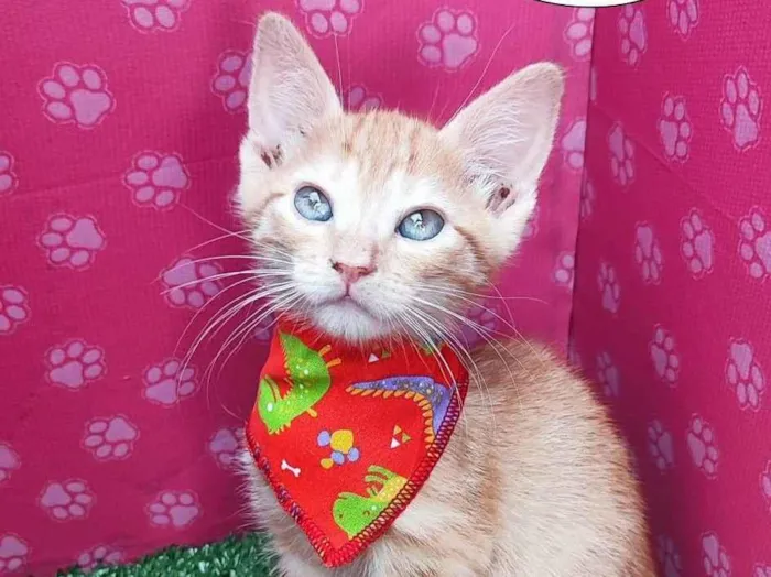 Gato ra a SRD-ViraLata idade 2 a 6 meses nome Hugo