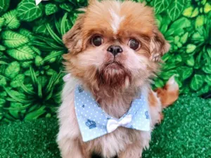 Cachorro raça Shitzu idade 2 anos nome Magu