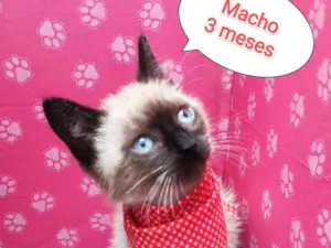 Gato raça SRD-ViraLata idade 2 a 6 meses nome Bruce