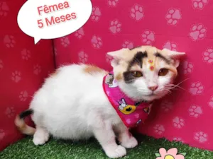 Gato raça SRD-ViraLata idade 2 a 6 meses nome Jude
