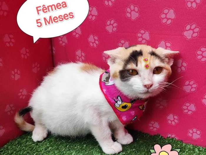 Gato ra a SRD-ViraLata idade 2 a 6 meses nome Jude