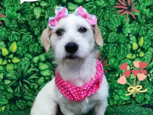 Cachorro raça SRD-ViraLata idade 1 ano nome Juliete