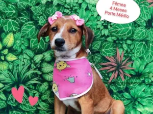 Cachorro raça SRD-ViraLata idade  nome Lina