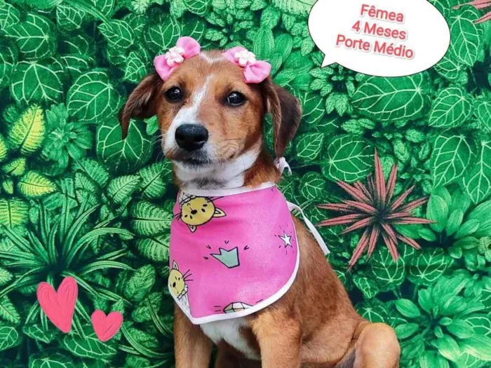 Cachorro ra a SRD-ViraLata idade  nome Lina