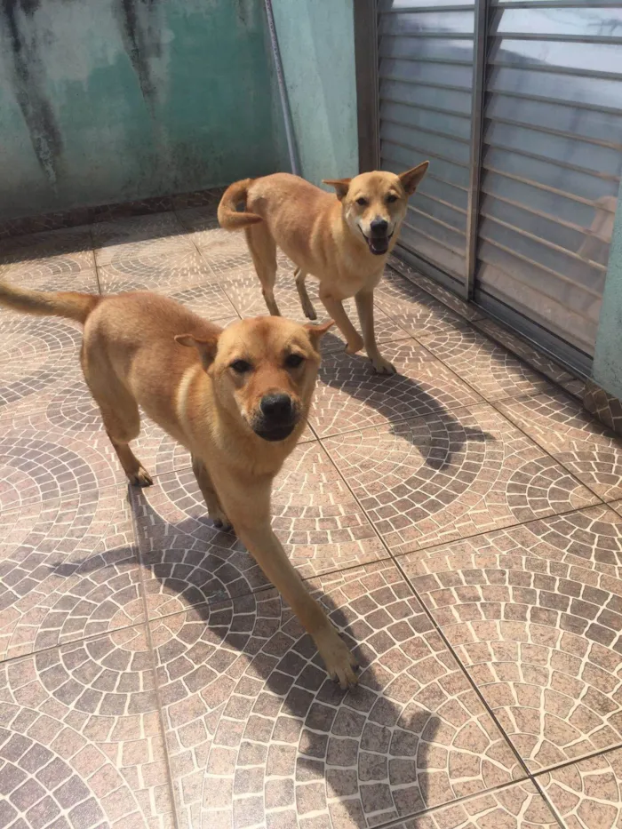 Cachorro ra a mistiços idade 7 a 11 meses nome theo e mel