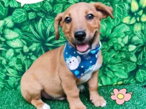 Cachorro raça SRD-ViraLata idade 2 a 6 meses nome Thor