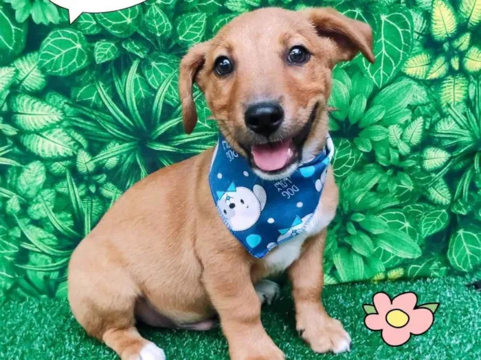 Cachorro ra a SRD-ViraLata idade 2 a 6 meses nome Thor