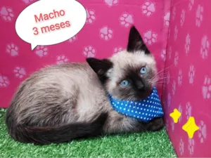 Gato raça SRD-ViraLata idade 2 a 6 meses nome Will