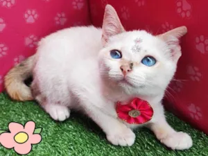 Gato raça SRD-ViraLata idade 2 a 6 meses nome Flor