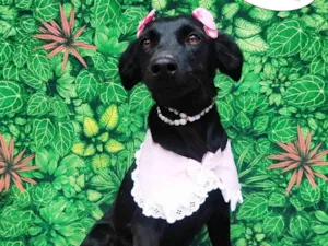 Cachorro raça SRD-ViraLata idade 2 anos nome Marry