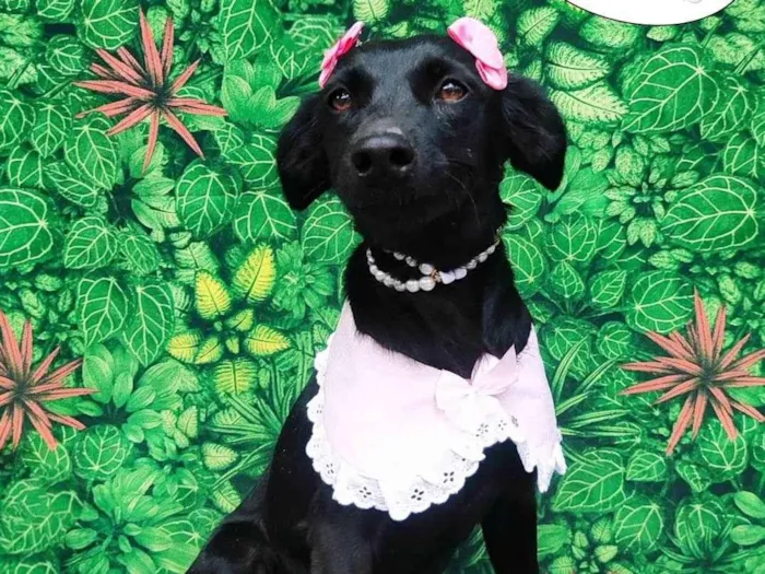 Cachorro ra a SRD-ViraLata idade 2 anos nome Marry