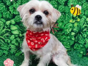 Cachorro raça SRD-ViraLata idade 4 anos nome Didi